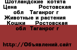 Шотландские  котята › Цена ­ 2 500 - Ростовская обл., Таганрог г. Животные и растения » Кошки   . Ростовская обл.,Таганрог г.